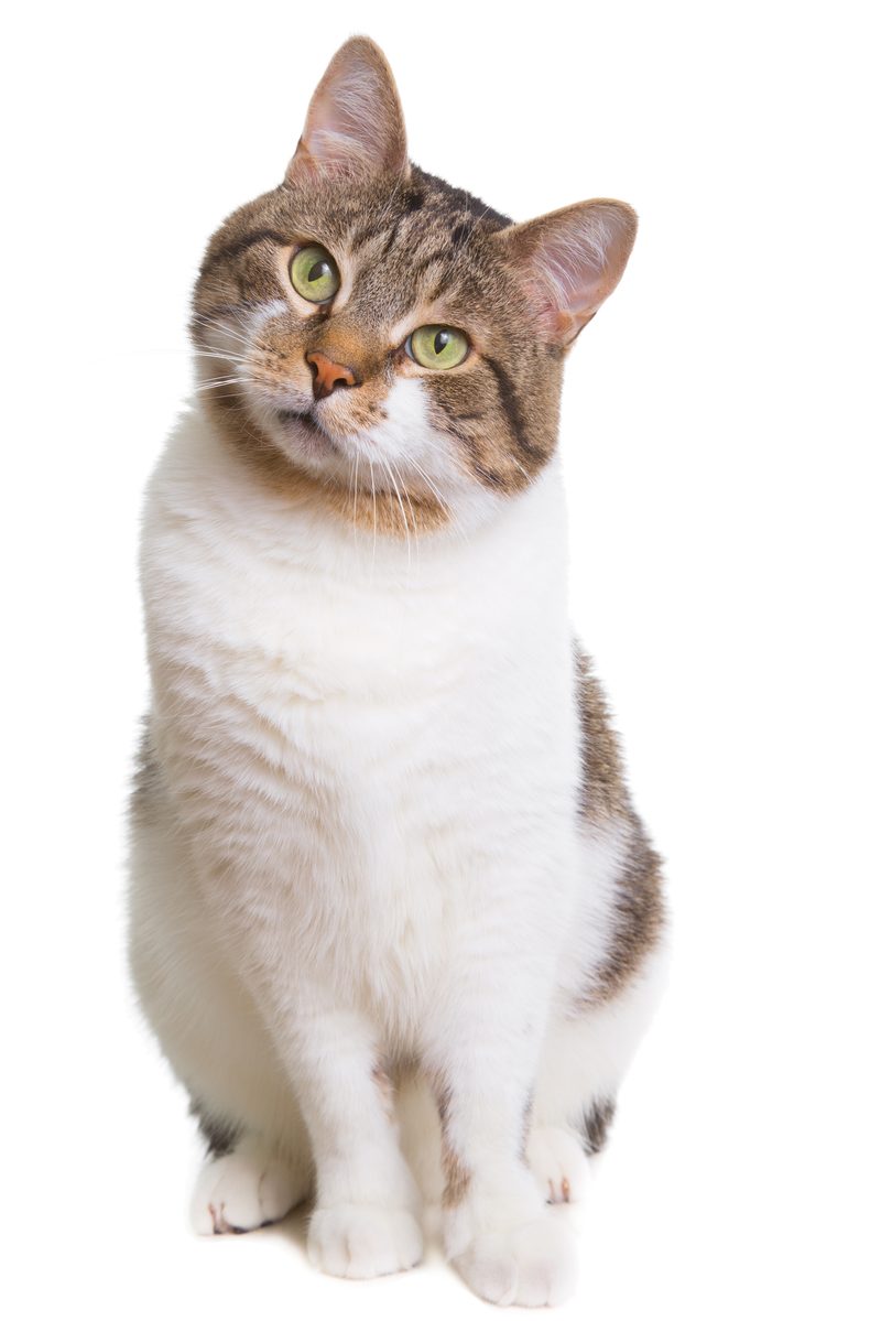 A tabby and white cat sitting with head tilted