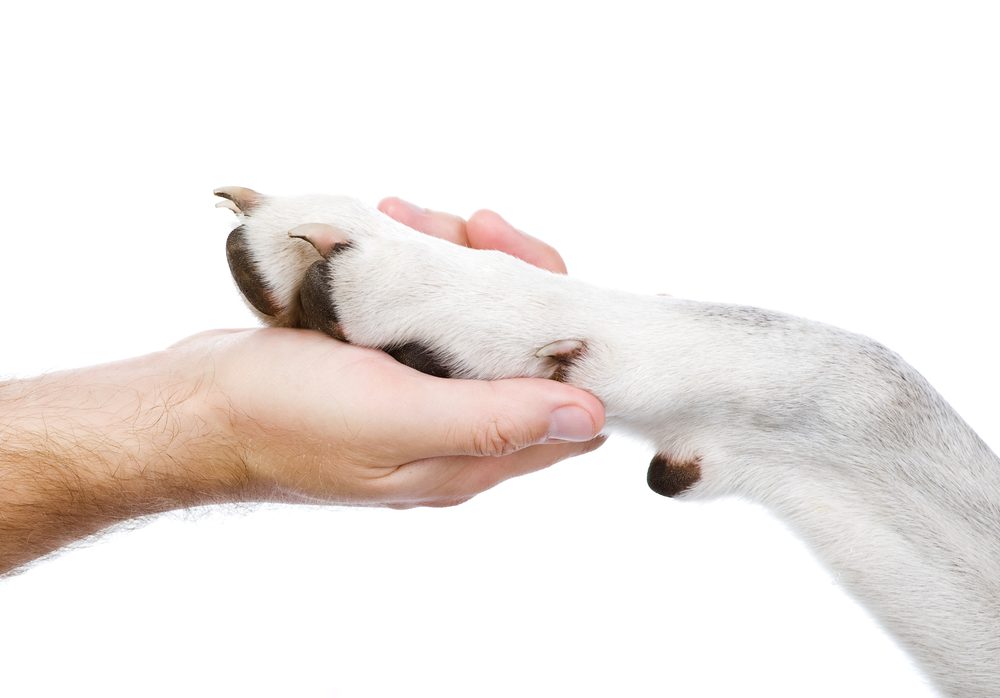 A dog resting its paw in a person's open hand