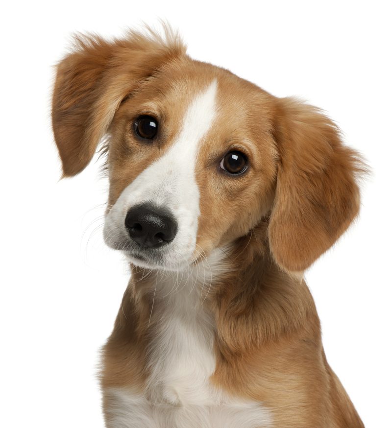 A young dog with a curious head tilt