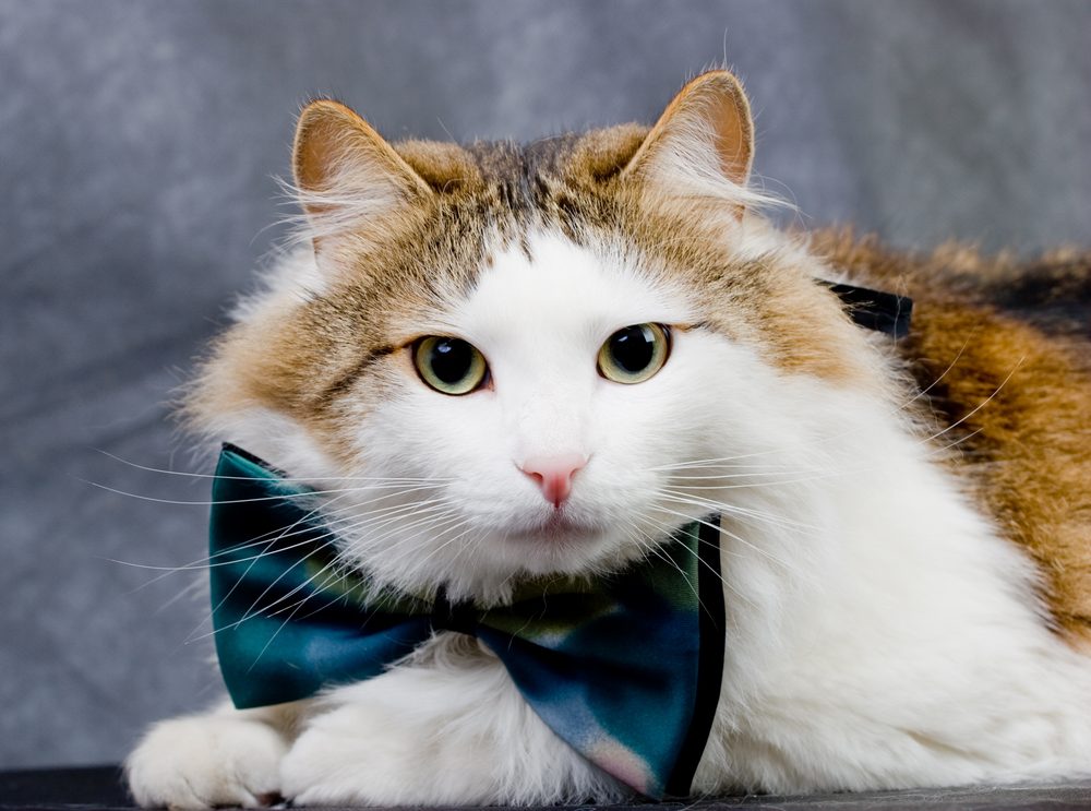 A long-haired cat wearing a teal bow tie