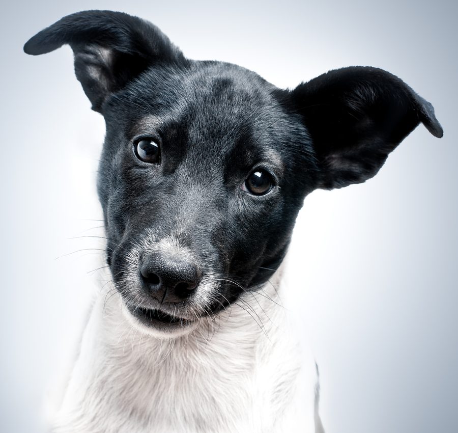 A black and white puppy with a curious head tilt