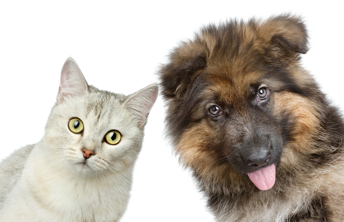 A grey cat and a fluffy German Shepherd puppy side by side